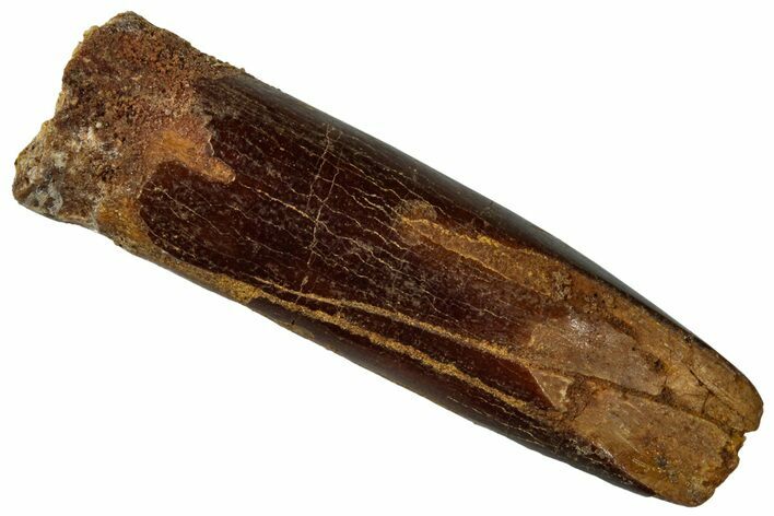 Fossil Sauropod Dinosaur (Titanosaur) Tooth - Morocco #298520